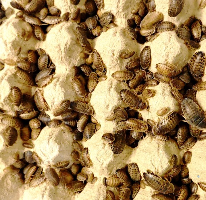 Dubia 2-3cm 100szt + 1-2cm 100szt!POKARM GRATIS!Karaczany argentyńskie