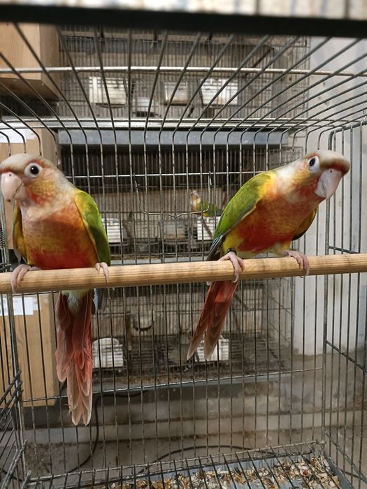 Casal Pyrruras pineapples,