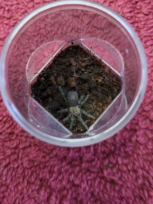 Ptasznik Trixopelma cyaneolum blue L4