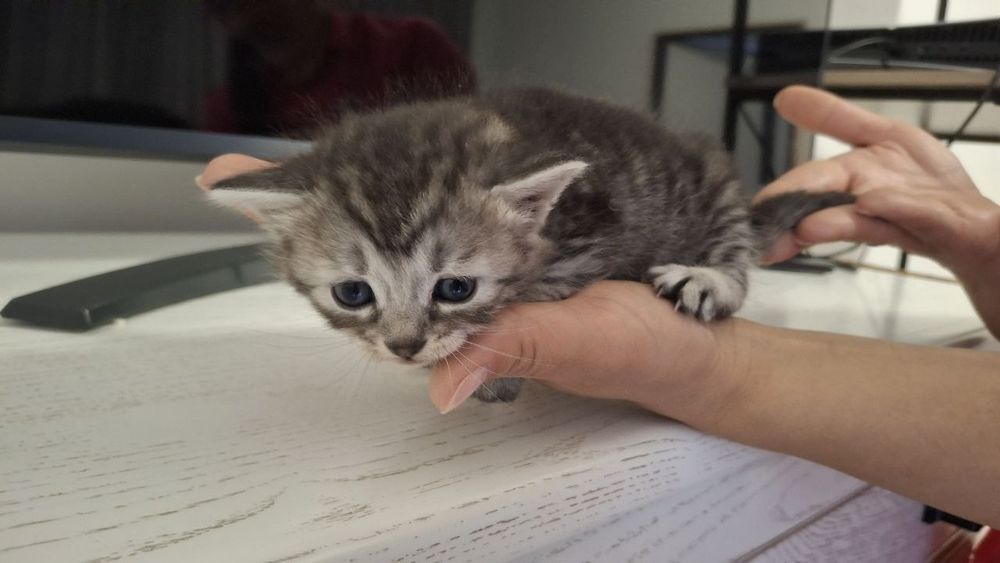 Кошенята,віддам в добрі руки