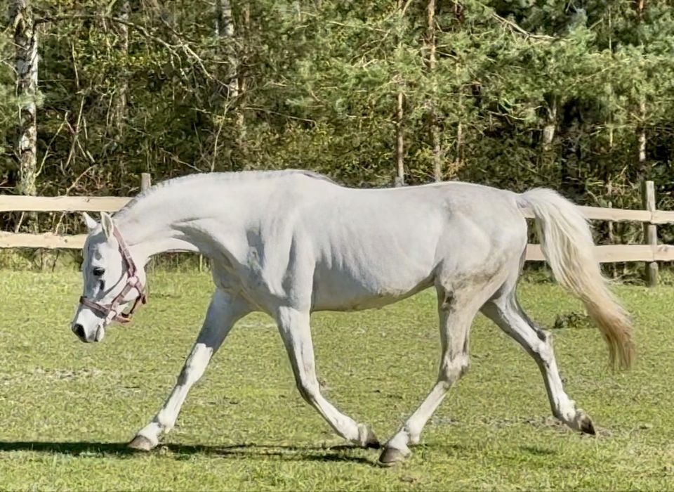 Piękny ogier arabski!