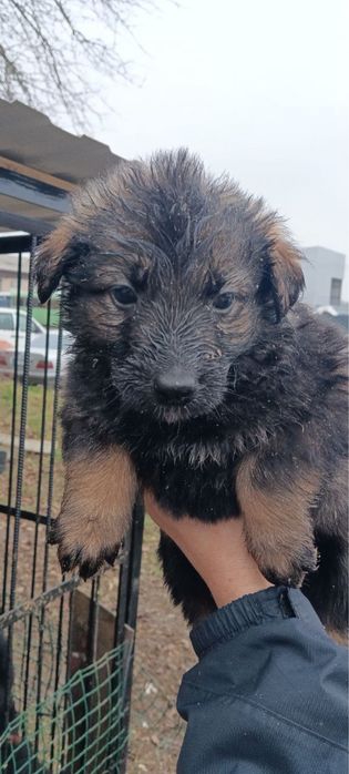 Цуценята 1,5 місяці в добрі руки м. Калуш безкоштовно !