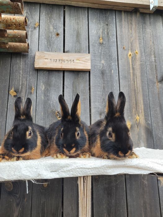 Sprzedam króliki podpalane czarne. ( różne mioty )