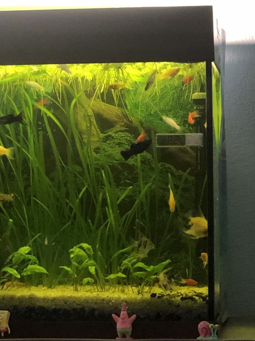 Продам акваріуми прямокутні 24-125л за доступними цінами