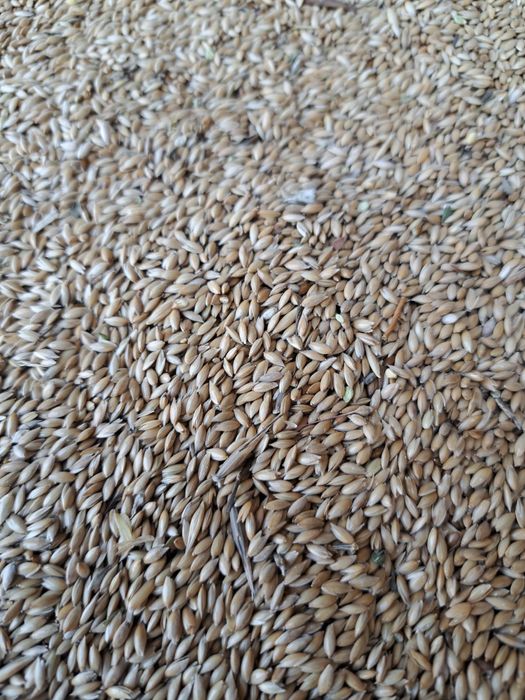 Продам канареечник