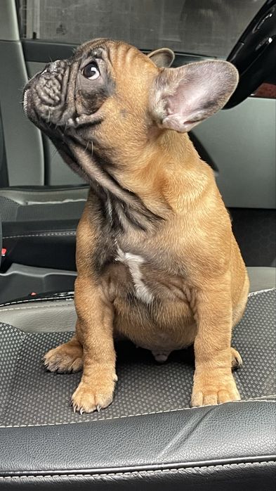 Прекрасне цуценя французького бульдога шукає господарів!