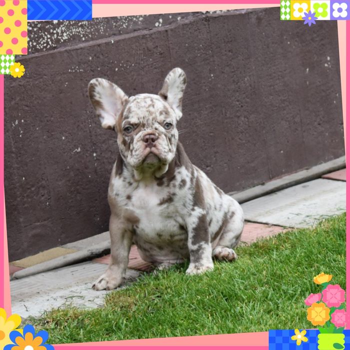 Справжній красунчик