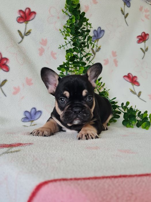 Estupendo menino Bulldog/Bouledogue Francês de Qualidade