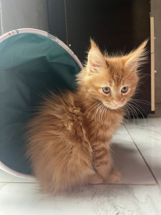 Дівчинка Мейн-кун