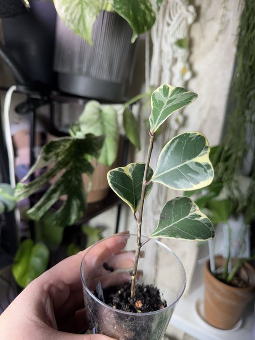 Фікус триангуляріс TRIANGULARIS