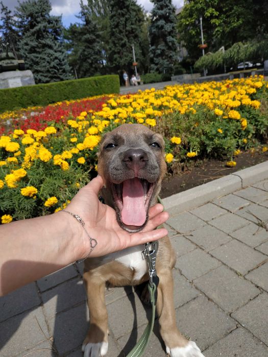 Отдам щенка - девочку 6 мес. в добрые руки.