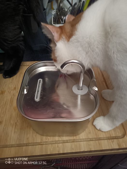 Fontanna dla kota z czujką