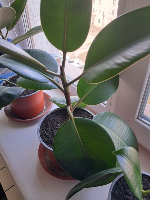 Фикус фікус каучуконосный