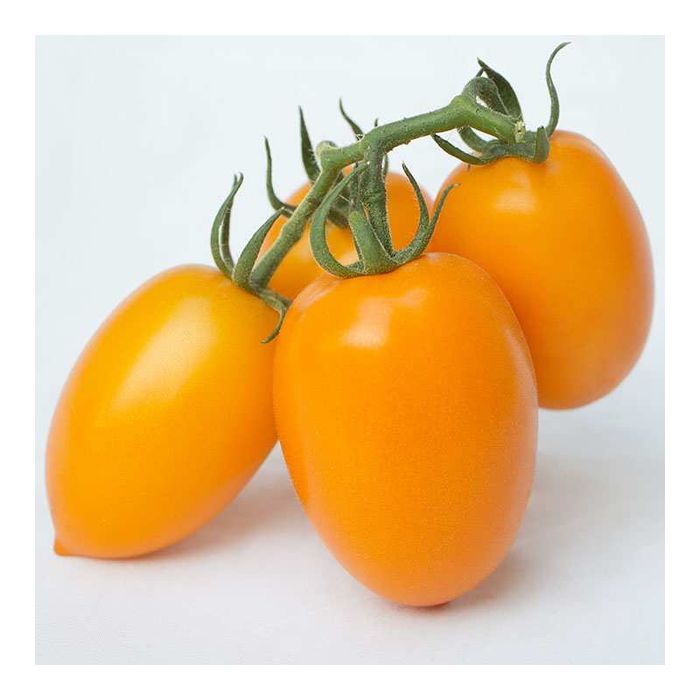 Насіння помідор БЕНІГАРА F1  BENIGARA (KS 1430) F1 Семена томат