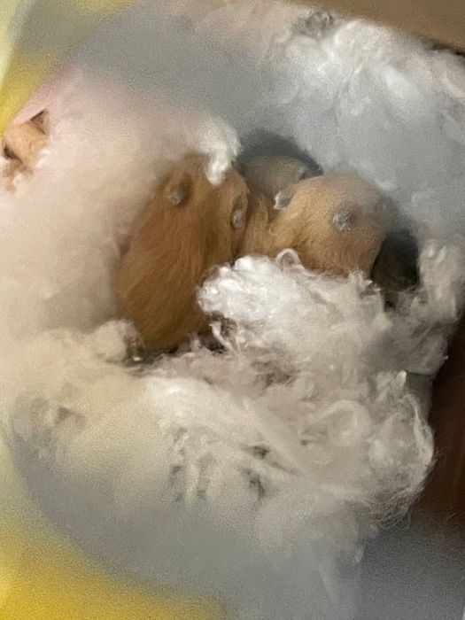 Джунгаріки дуже класні