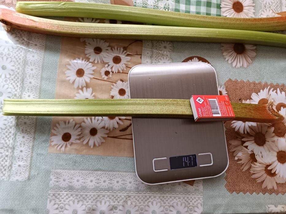 Продам  Ревінь (  Румбамбар ) !!!
