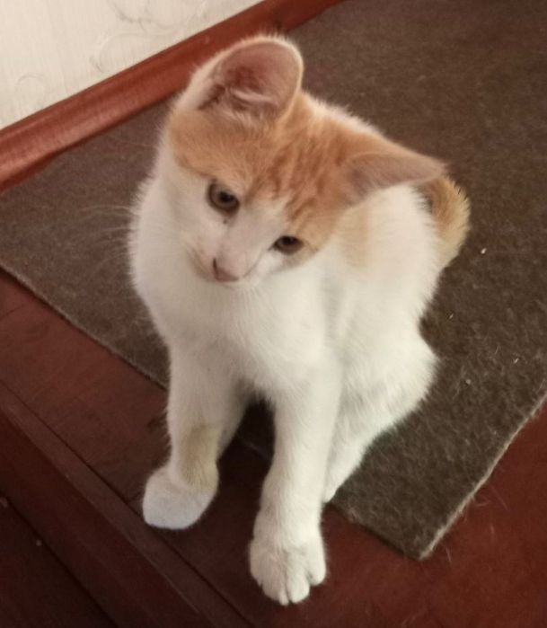 Котик в добрі руки