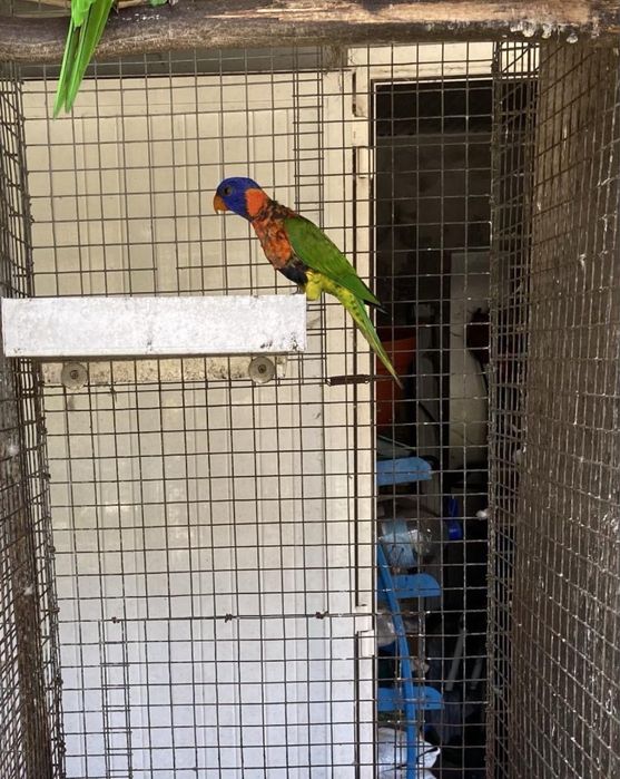 Trichoglossus rubritorquis