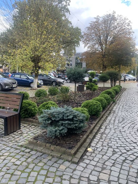 Садівник вирубка дерев лікування стрижка посадка рослин дизайн клумб