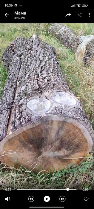 Гарний великий дуб