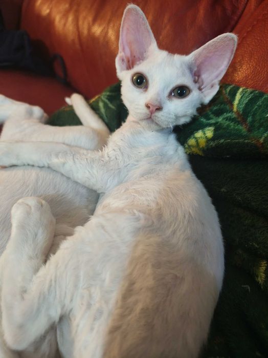 Piękna koteczka Iskierka, Devon rex, FPL