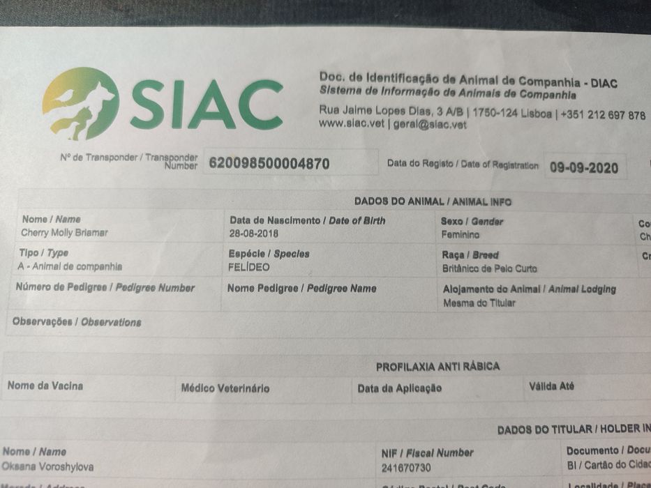 British Shorthair  Chinchilla point