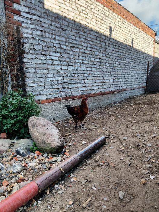 Koguty , ktoś zainteresowany?