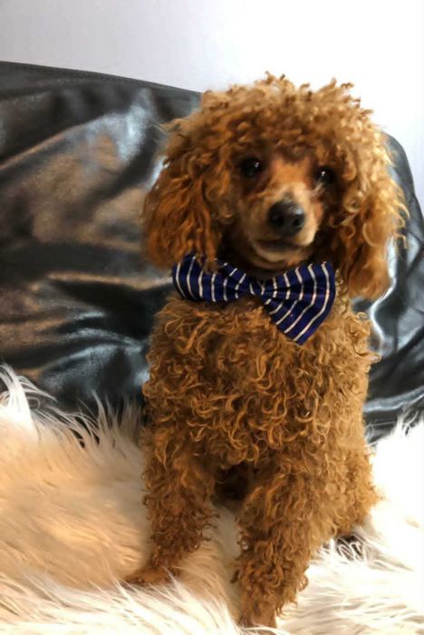 Pudelek toy sunia UMA toy red brown