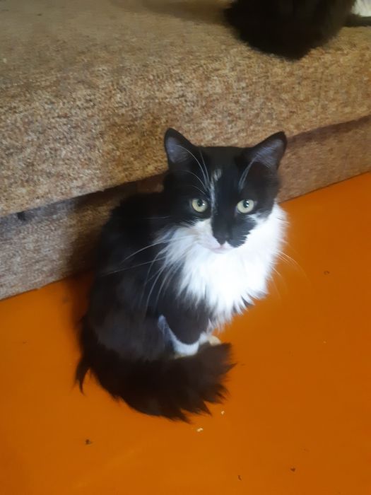 Домашний котик, 4 года
