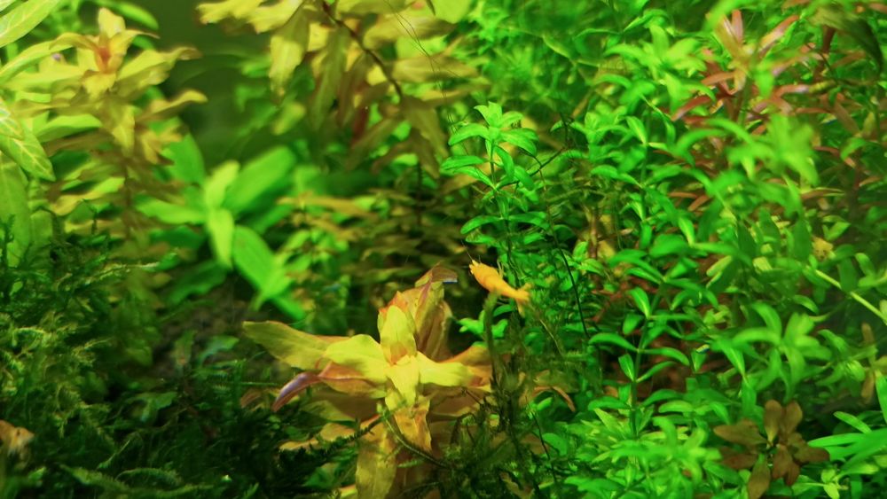 Lindos Camarões laranja Neocaridinas Orange