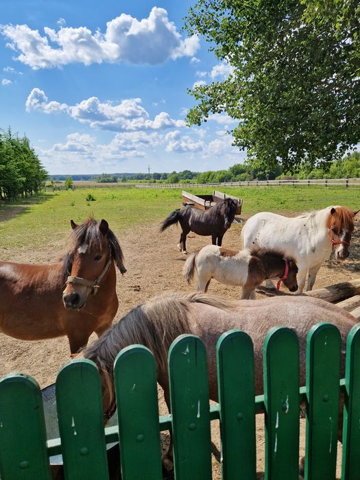 Domki na Podlasiu jacuzzi/balia sauna kucyki plac zabaw