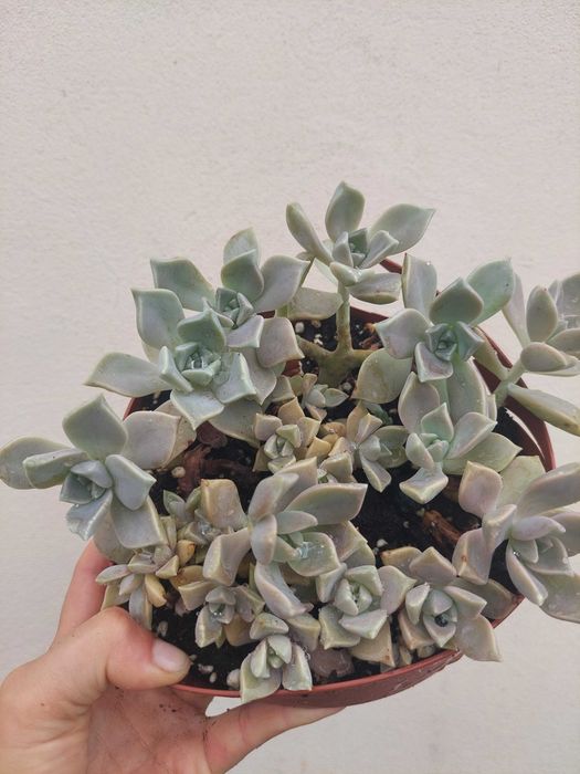 Suculenta Graptopetalum Paraguayense