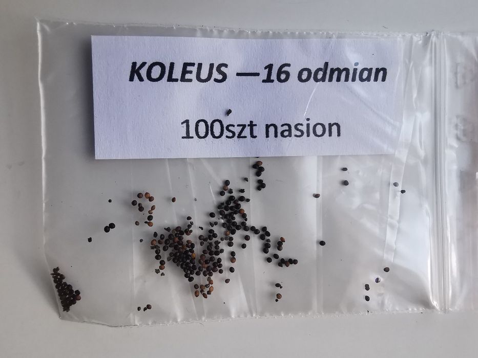 Koleus Rainbow - 16 odmian-100szt nasion