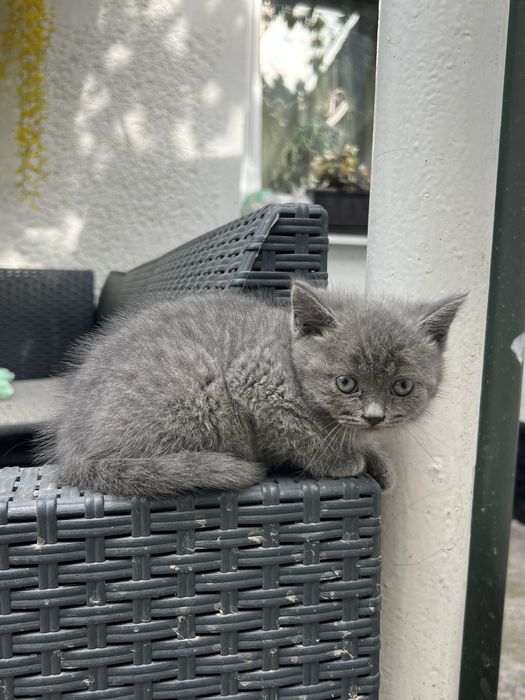 Продають котяти хлопчик і дівчинка