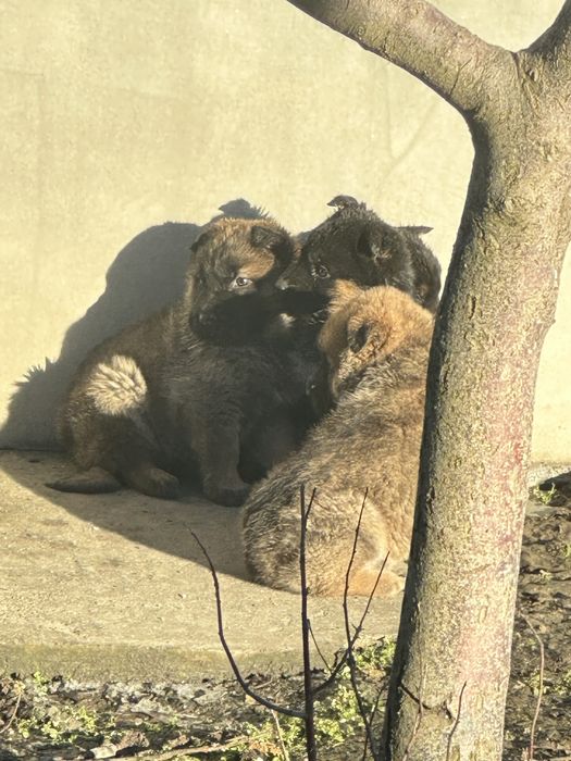 Собачки,  цуценята, щенята від вівчарки, безкоштовно