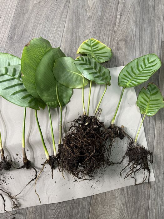 Калатея Белла Карлина Эксклюзив Коллекционная Bella Carlina