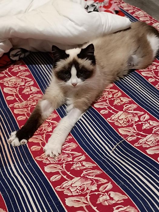 Породистая кошка Рэгдолл