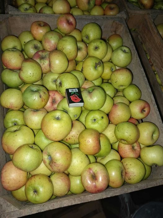 Продам яблука сорту Семеренко НЕ ОБРОБЛЯЛИСЬ урожаю 2025року