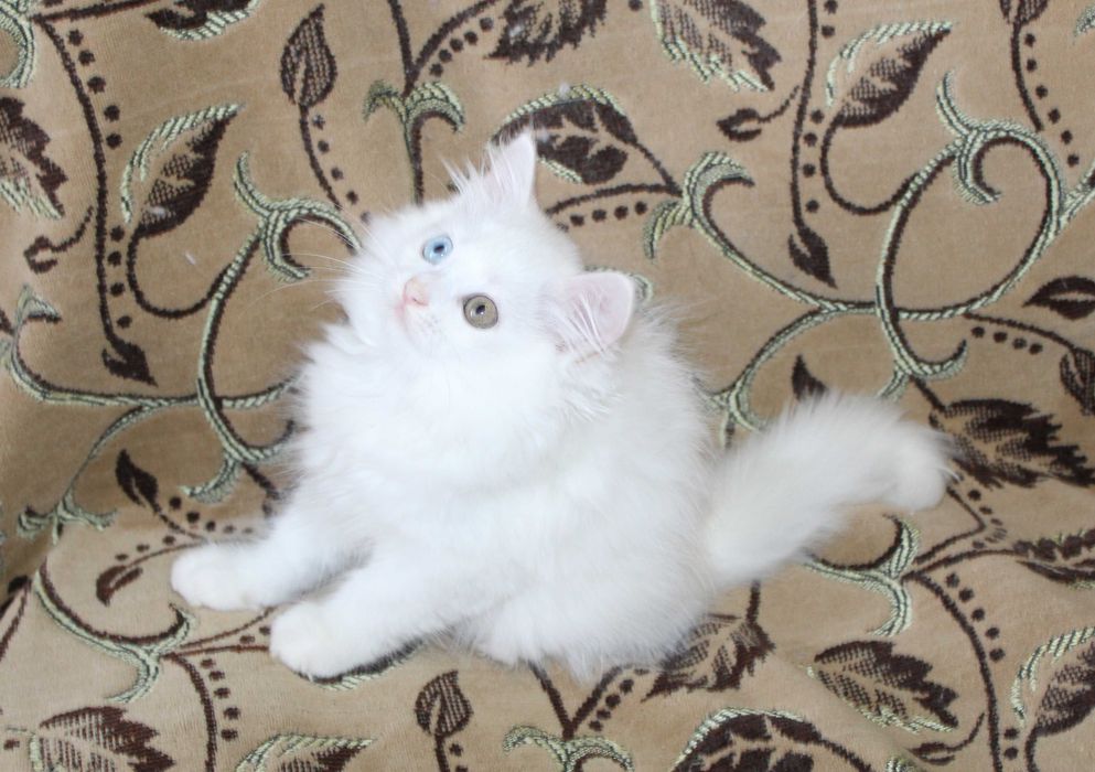 белый котенок разные глаза милый характер шотланские котята