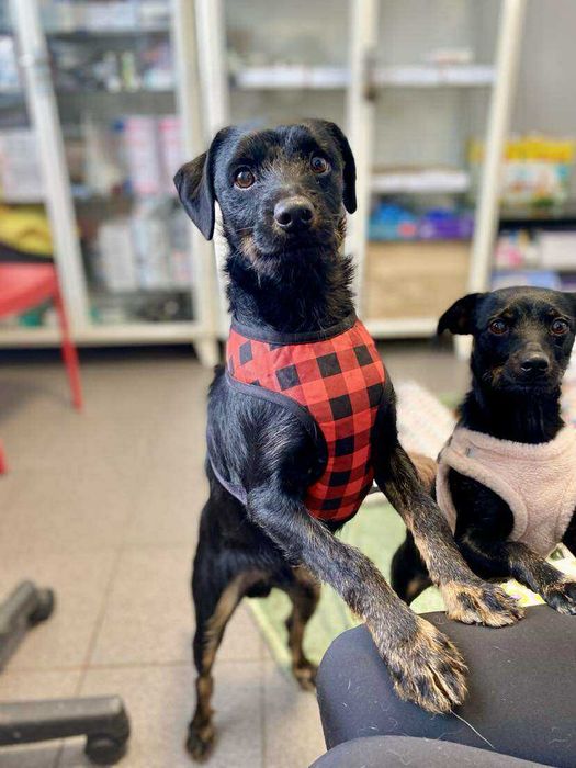 REKSIO pies szczeniak adopcja schronisko