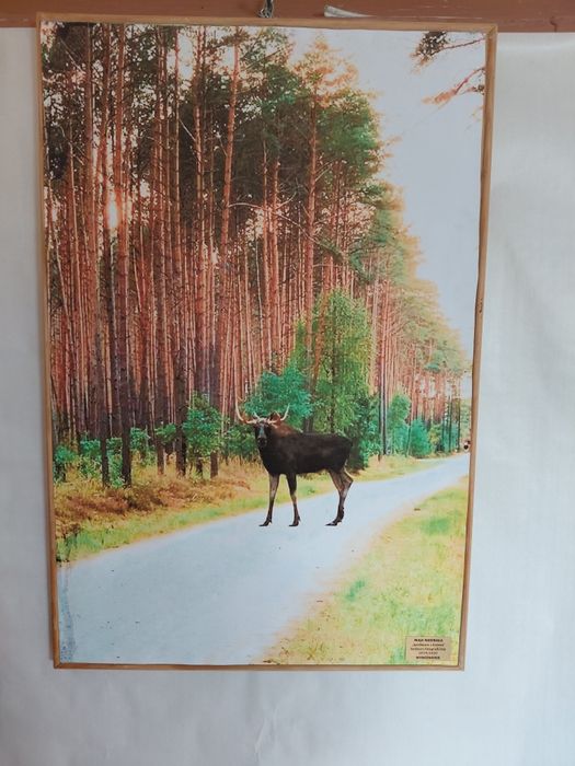 Obraz dekoracyjny drewniany 40x57cm na ścianę łoś przyroda