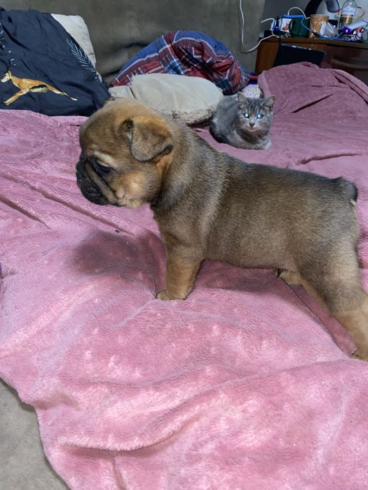 Великий хлопчик французик