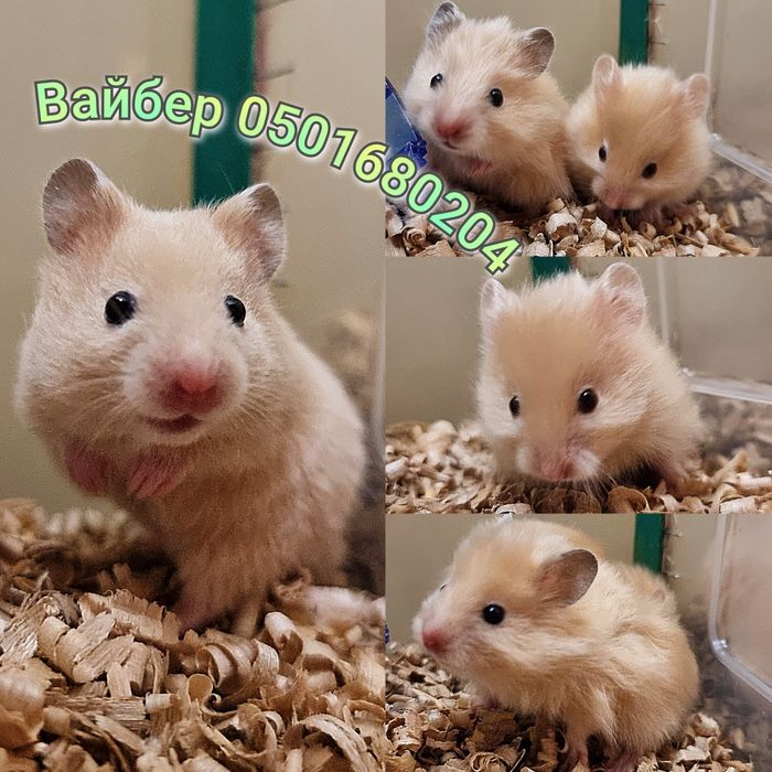 Хомячки шикарный детки персиковые сатин королевские хомяк Джунгарский