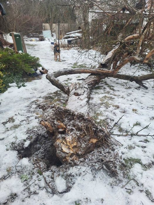 Drzewo do pociecia i wywiezienia