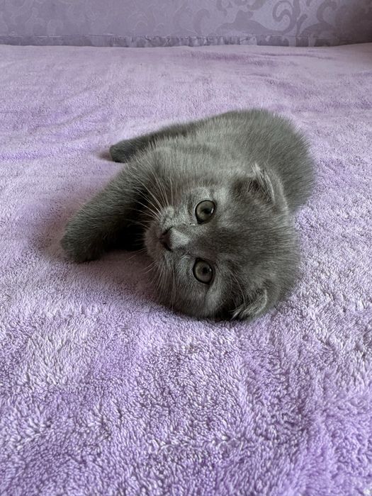 Шотландские  котята