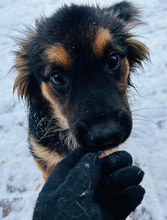 Elfik czeka na swoj dom