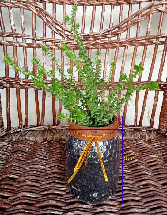 Suculenta Sedum Angelina