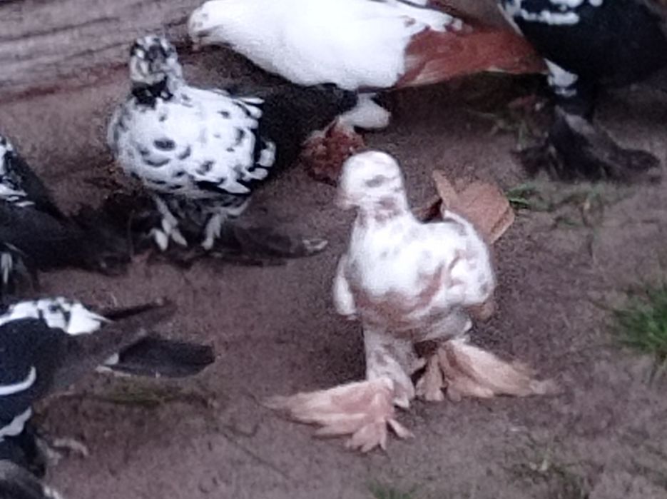 Widyn żółty widyny