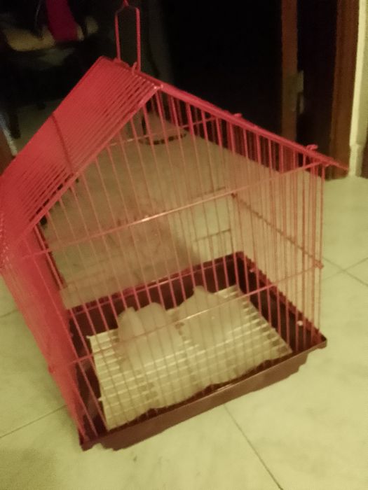 Gaiola em metal a vermelho