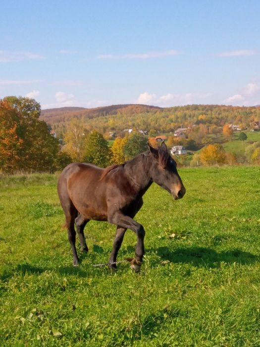 Лошиця 2 роки спокійна